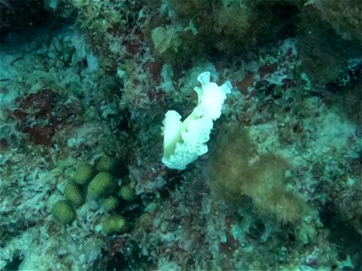 Lettuce leaf slug antennae Oil slick Bonaire