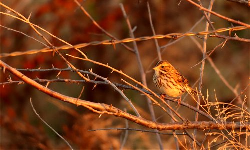 Savannah Sparrow on the Huron Wetland Management District South Dakota photo