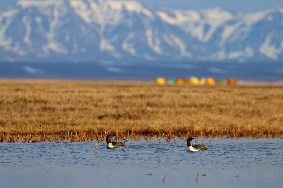 Red-throated loons and Canning River Research Camp