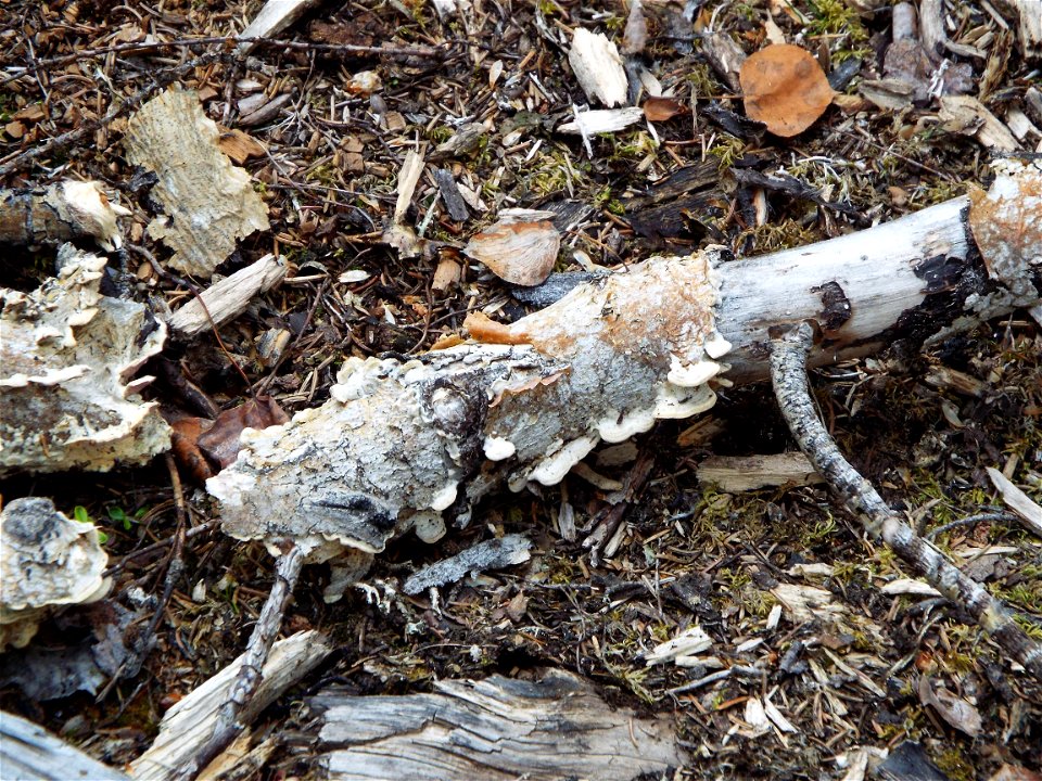 2015_Tetlin_SC_SsingYourselfinNature (11)