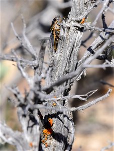 Sagebrush cicada (Okanagana bella) at Seedskadee National Wildlife Refuge Wyoming