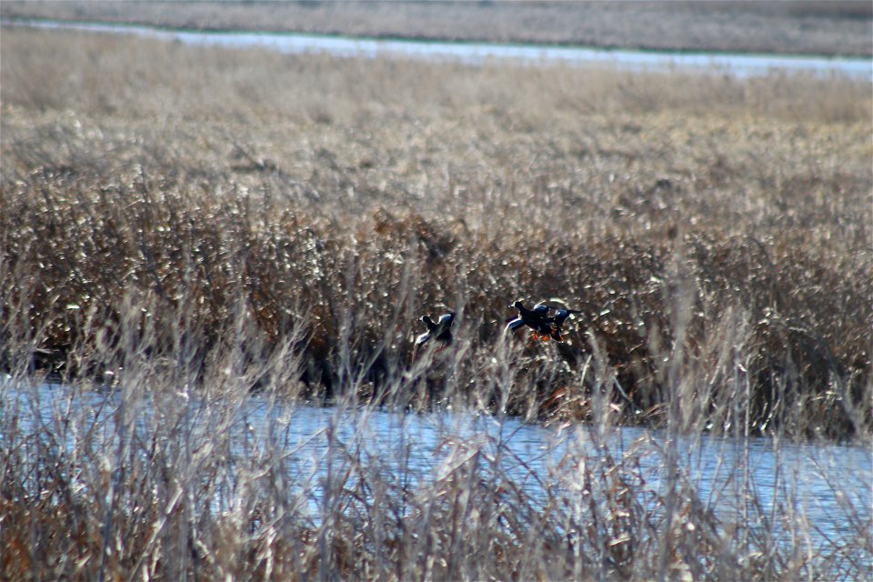 Blue-winged Teal Owens Bay Lake Andes National Wildlife Refuge South Dakota