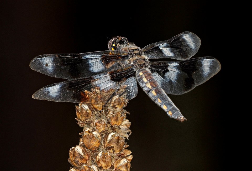 SKIMMER, EIGHT-SPOTTED (Libellula forensis) (09-02-2022) 4500 ft, grizzly campground, howard prairie lake co park, jackson co, or -01