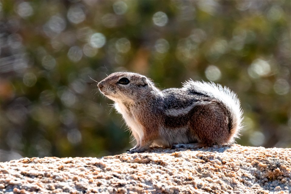 White-tailed Antelope Squirrel (Ammospermophilus leucurus leucurus) photo