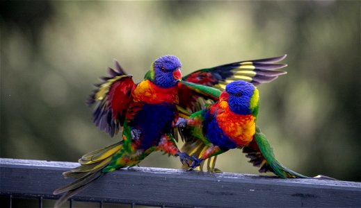 Rainbow lorikeets fighting
