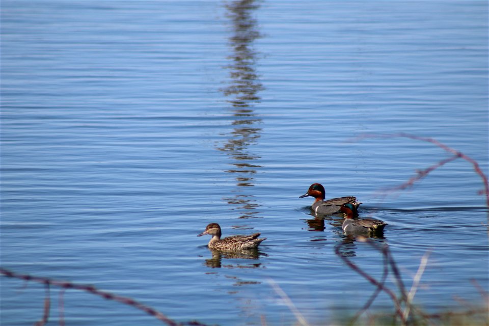 Green-Winged Teal Lake Andes Wetland Management District South Dakota