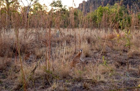 Wallabies on Savannah Walk at Windjana Gorge