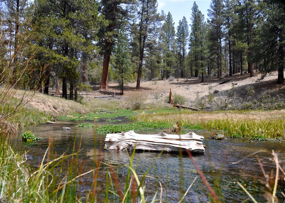 Williamson River headwaters in Oregon, 2011