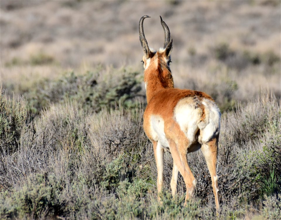 Pronghorn at Seedskadee National Wildlife Refuge