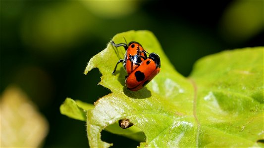 Clytra laeviuscula (Ameisen-Sackkäfer) bei der Paarung, läßt sich auch vom "Spanner" auf der Blattunterseite nicht stören
