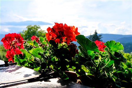 Flowers at the Balcony photo