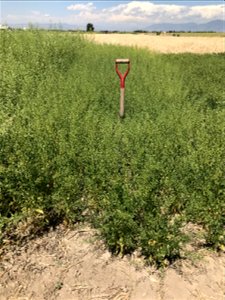 Camelina
