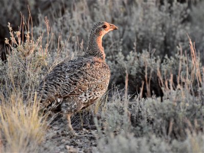 Greater sage-grouse at Seedskadee National Wildlife Refuge