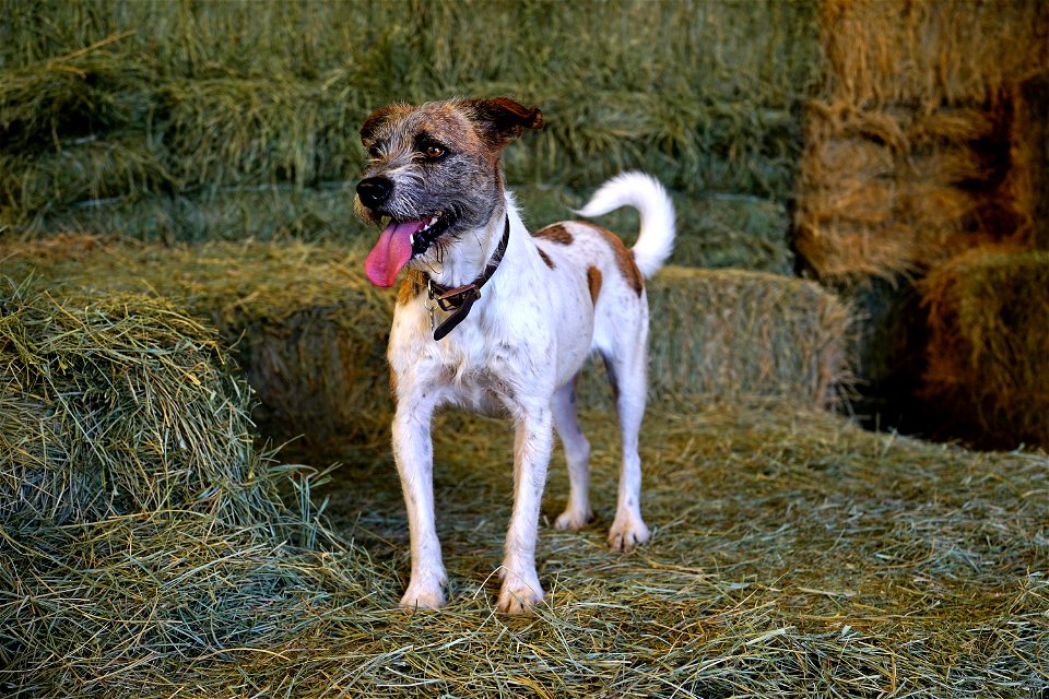 Living the Good Life Farm Dog Style