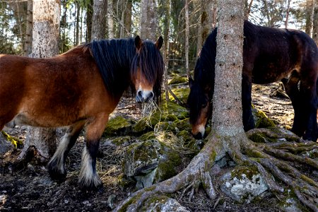 Cardehumma, Läyliäinen