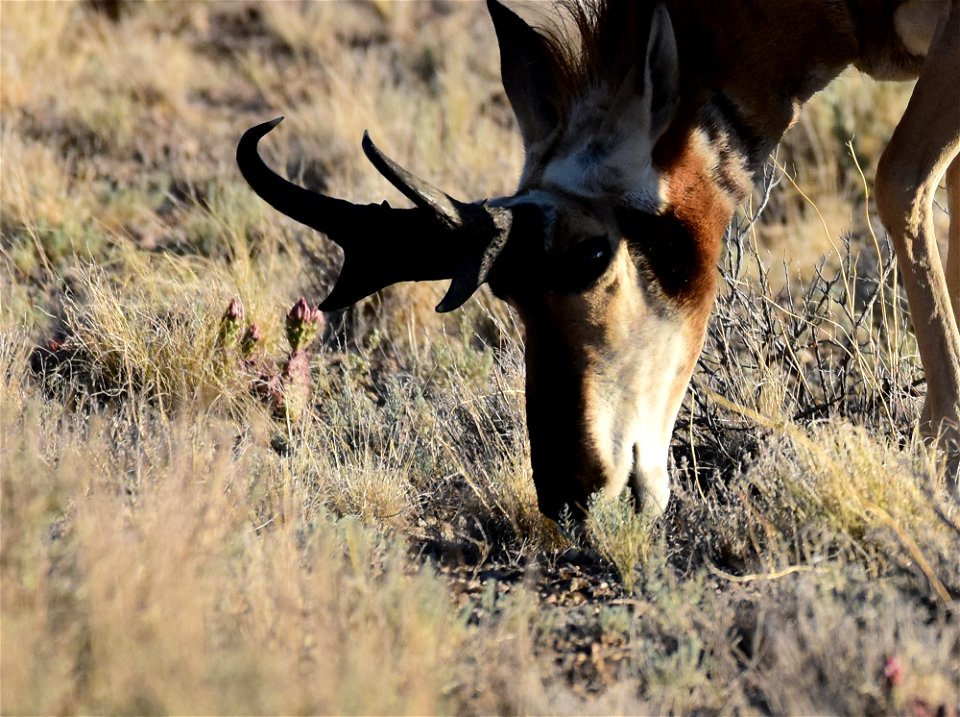 Pronghorn at Seedskadee National Wildlife Refuge