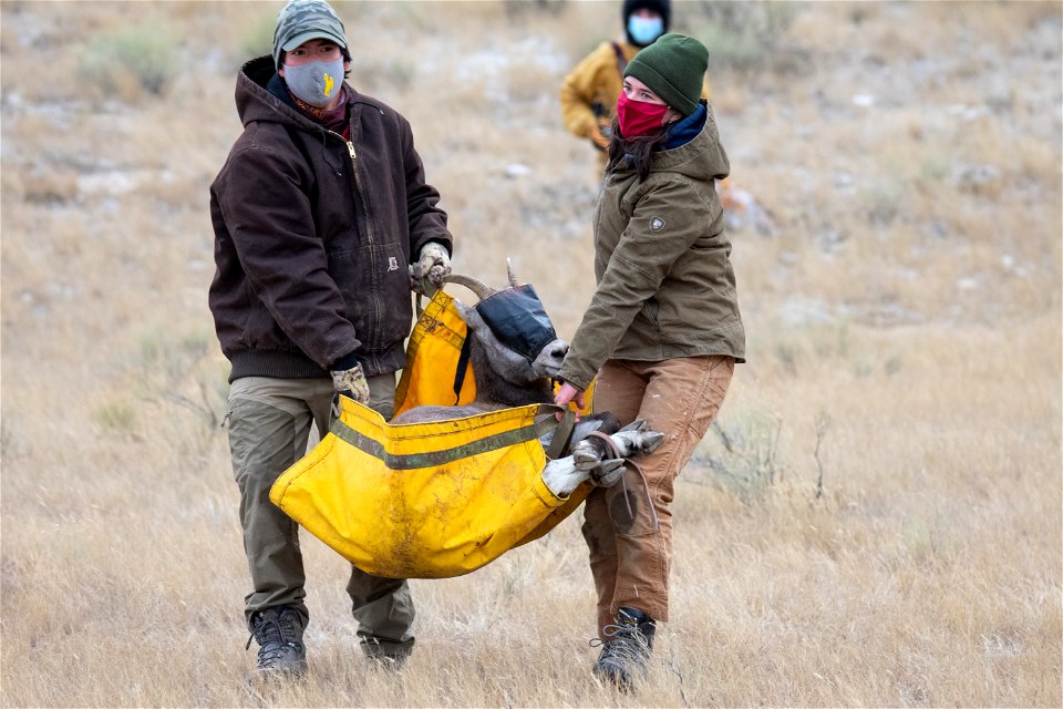Bighorn Sheep Collaring Research