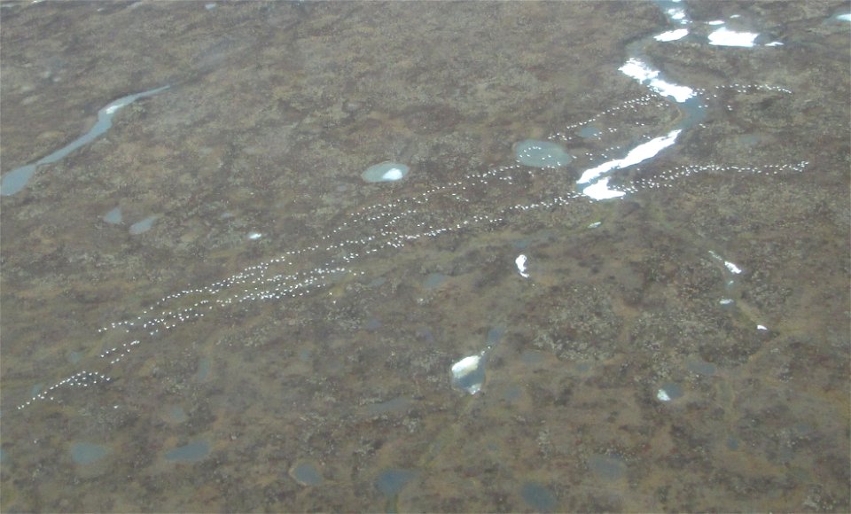 Snow Goose Telemetry