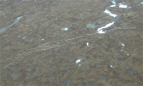 Snow Goose Telemetry photo