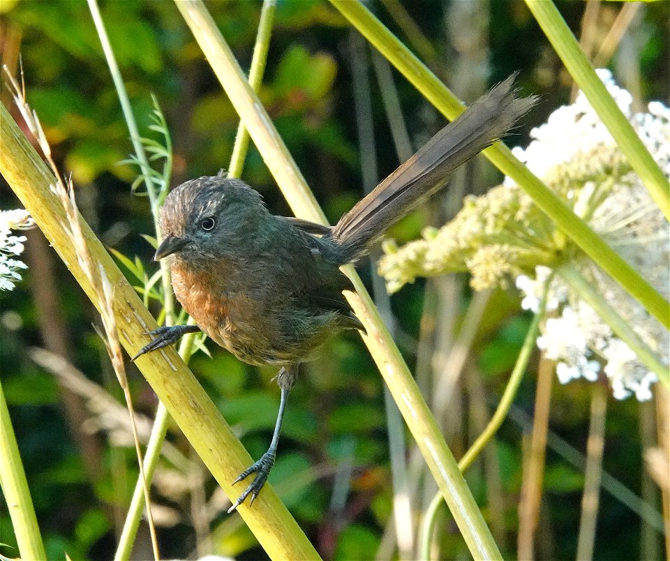 716 - WRENTIT (08-28-2022) south point st george, del norte co, ca -02