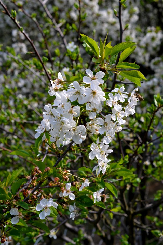 Spring ,April 2023