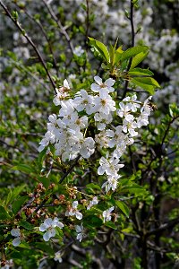 Spring ,April 2023