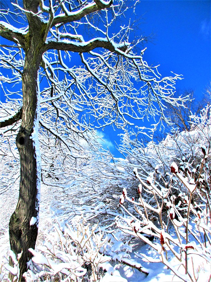 white & blue