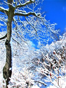 white & blue