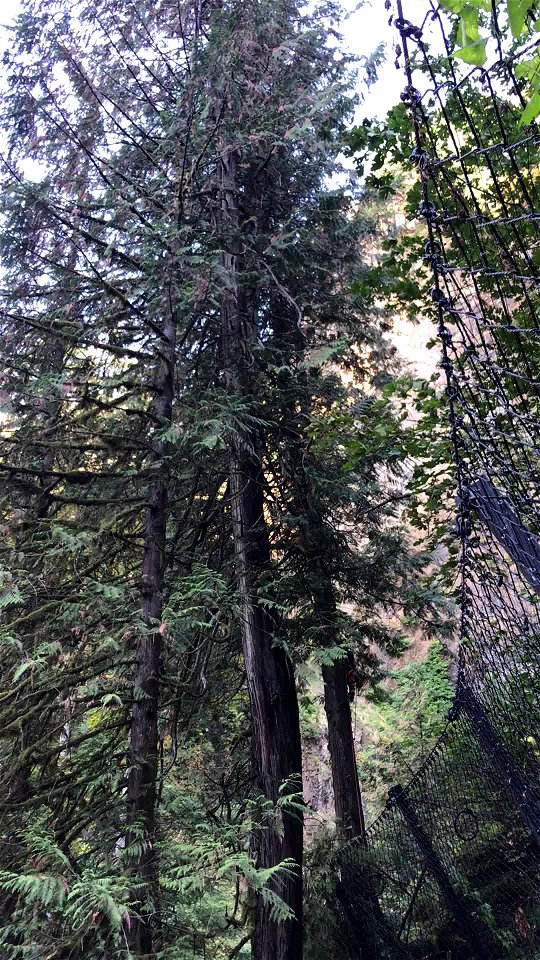 Hazard tree removal at Multnomah Falls,  Columbia River Gorge National Scenic Area