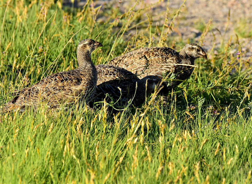 Greater sage-grouse at Seedskadee National Wildlife Refuge