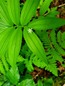 Star Solomon's Seal, Mt. Baker-Snoqualmie National Forest. Photo by Anne Vassar May 17, 2021.