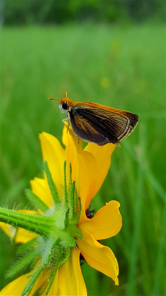 Poweshiek skipperling