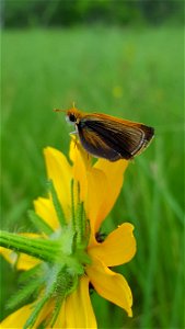 Poweshiek skipperling photo