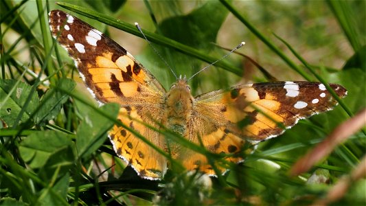 Vanessa cardui (Distelfalter )