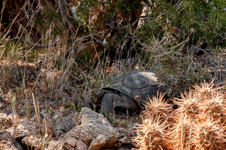 Mojave desert tortoise
