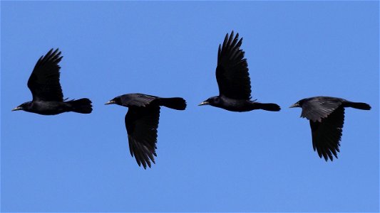 Rabenkrähe - Flugstudie