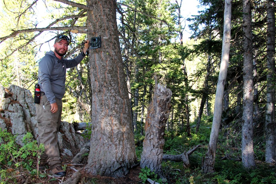 Carnivore Camera Trap Inventory