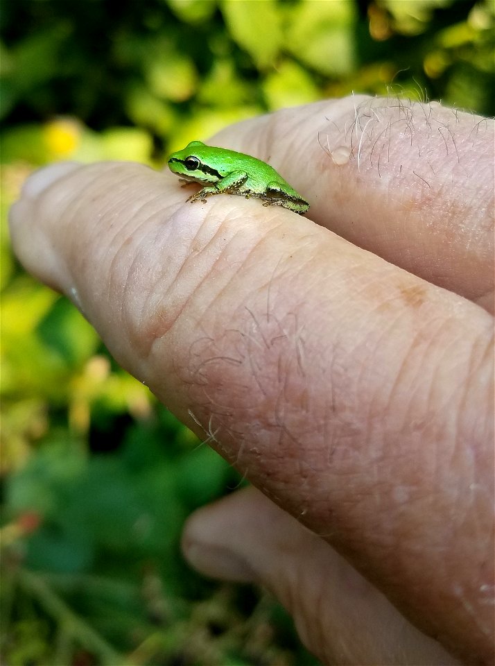 PACIFIC TREEFROG (Pseudacris regilla) (9-1-2021) yard, crescent city, del norte co, ca -01