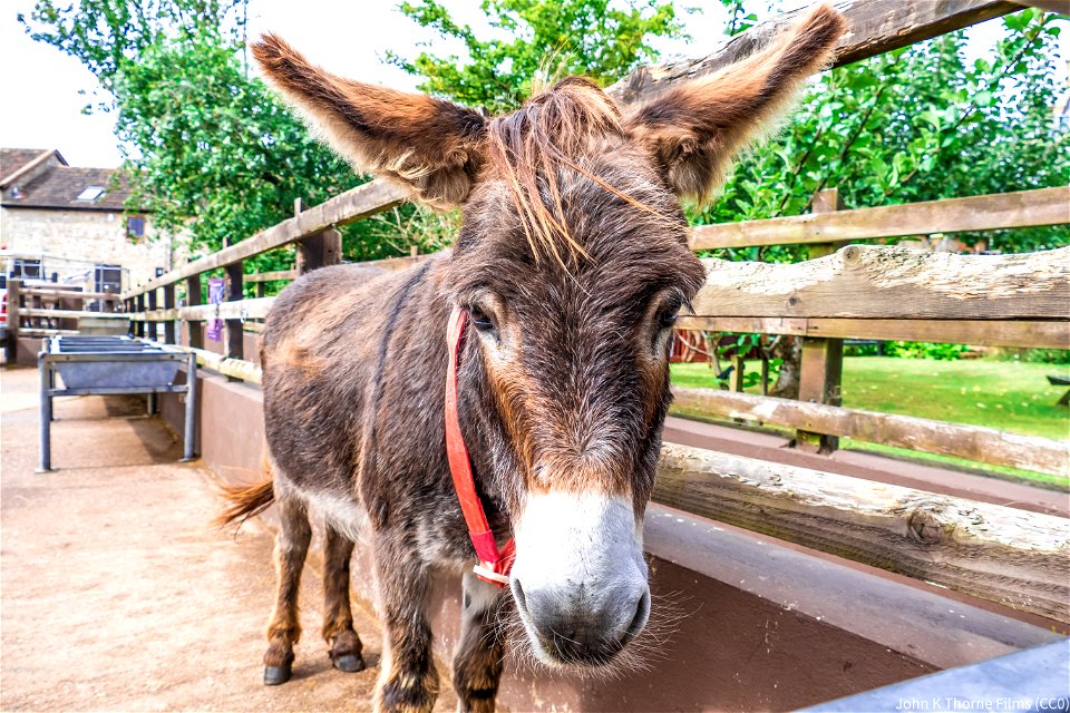 The Donkey Sanctuary Sidmouth
