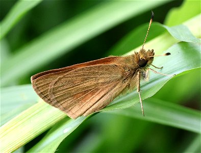 SKIPPER, BROAD-WINGED (Poanes viator) (05-25-2023) mattamuskeet nat wildlife refuge, hyde co, nc -02 photo