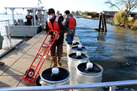 Delta smelt experimental release
