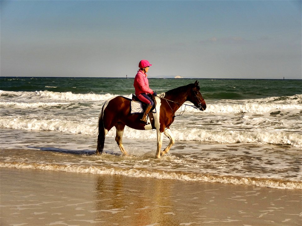 Isle of Wight. White Horses. Horse looking at Rider.