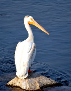 American white pelican at Seedskadee National Wildlife Refuge