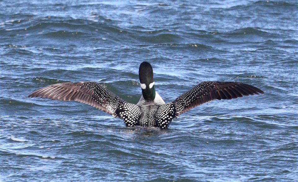 093 - COMMON LOON (03-19-2022) crescent city, del norte co, ca -03