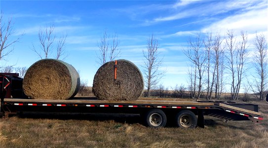 The Bales Are Here!