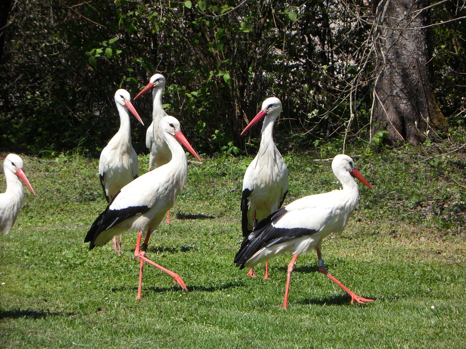 Birds meadow animals