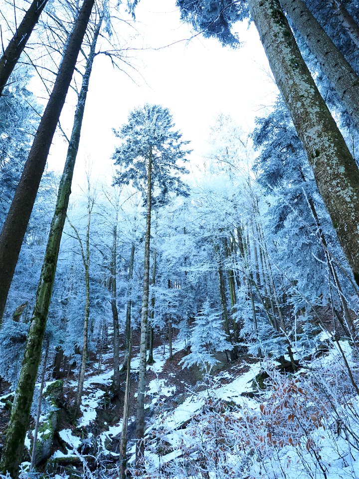 Winter Wonderland