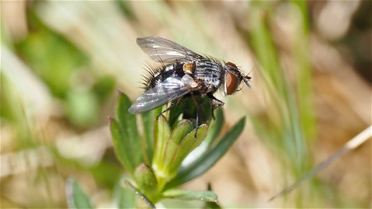 Tachinidae (Raupenfliege)