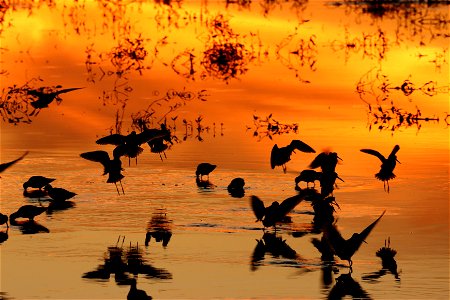 Shorebirds at sunset Huron Wetland Management District South Dakota D