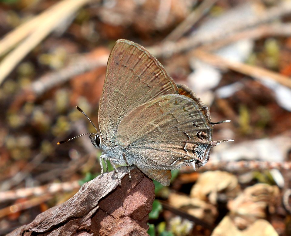 HAIRSTREAK, HEDGEROW (Satyrium saepium) (6-3--2021) low divide road, del norte co, ca -02